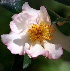 Camellia 'Beauty Blush'